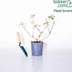 Arbre aux papillons Flower Power - Un nuage de papillons chez vous