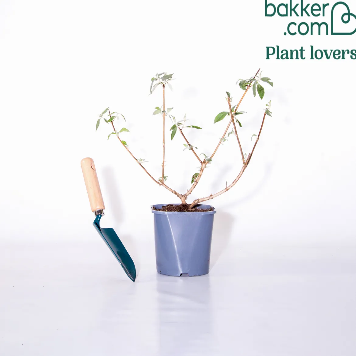 Arbre aux papillons Flower Power - Un nuage de papillons chez vous