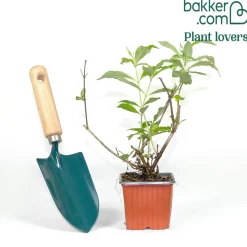 Arbre aux papillons 'Gulliver' - Un nuage de papillons chez vous