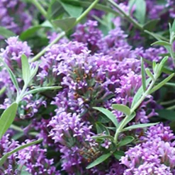 Arbre aux papillons nain 'Unique' - Un balcon plein de papillons