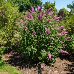 Arbre aux papillons 'Pink Delight' - Un nuage rose plein de papillons