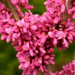 Arbre de Judée de Chine Avondale - Une explosion rose au printemps