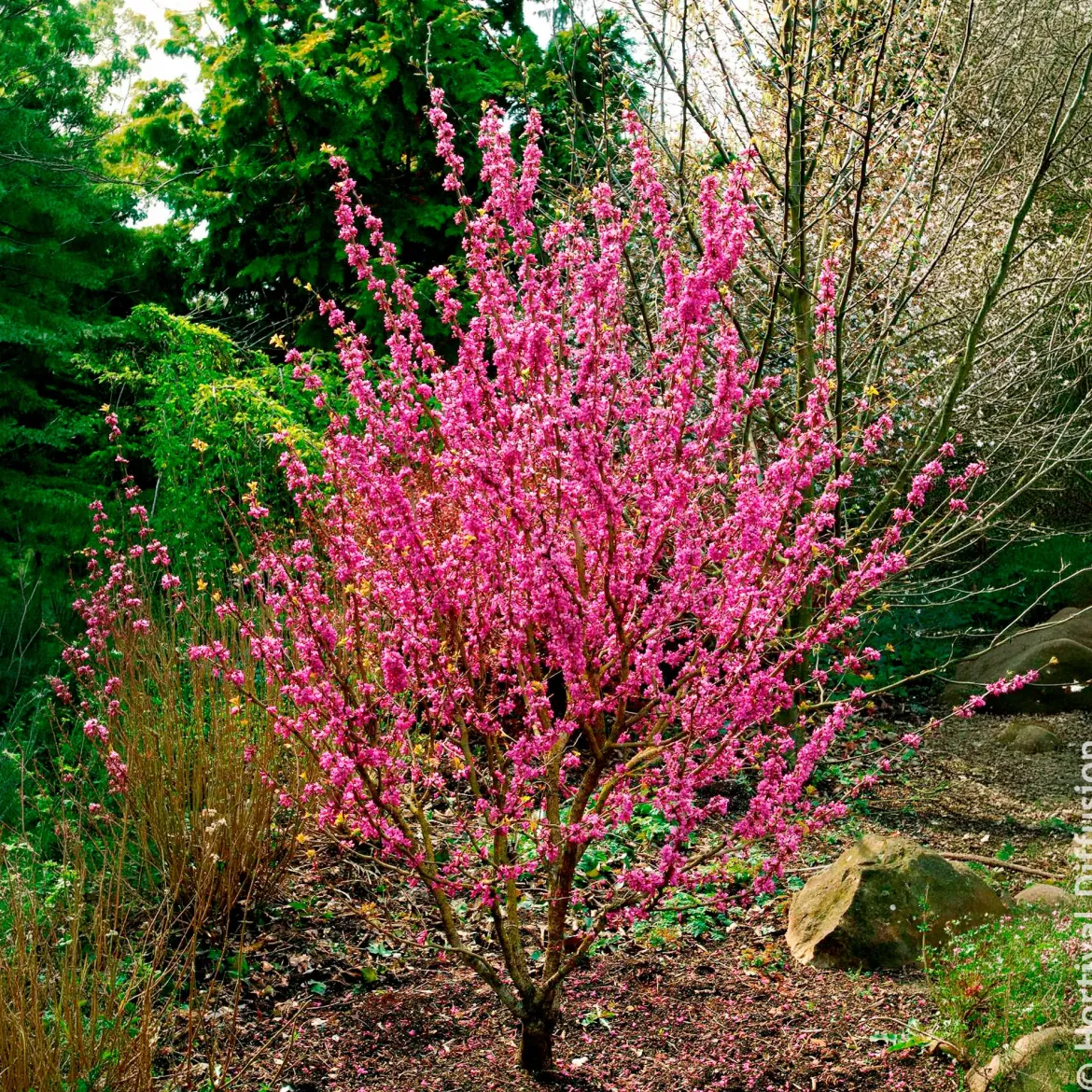Arbre de Judée de Chine Avondale - Une explosion rose au printemps
