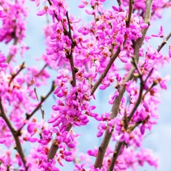Arbre de Judée - Un nuage rose au printemps