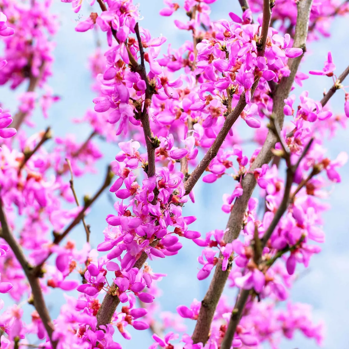 Arbre de Judée - Un nuage rose au printemps