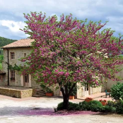 Arbre de Judée - Un nuage rose au printemps