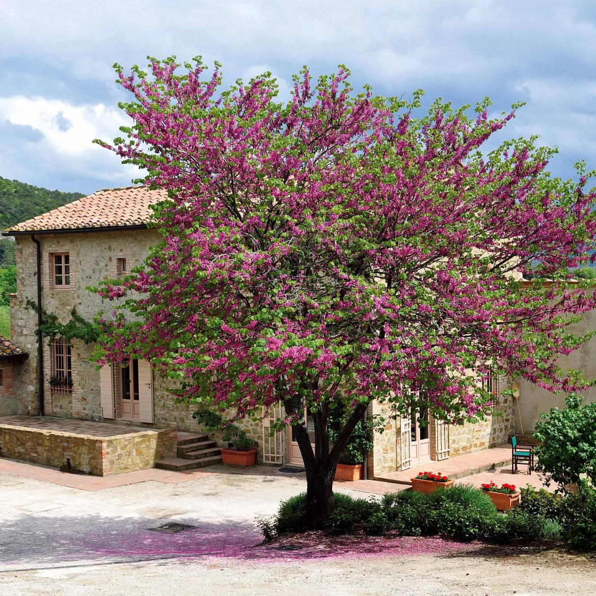 Arbre de Judée - Un nuage rose au printemps