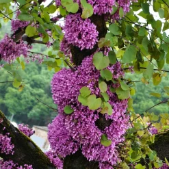 Arbre de Judée - Un nuage rose au printemps