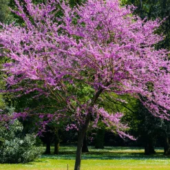 Arbre de Judée - Un nuage rose au printemps