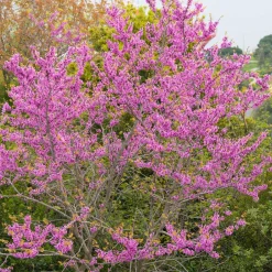 Arbre de Judée - Un nuage rose au printemps