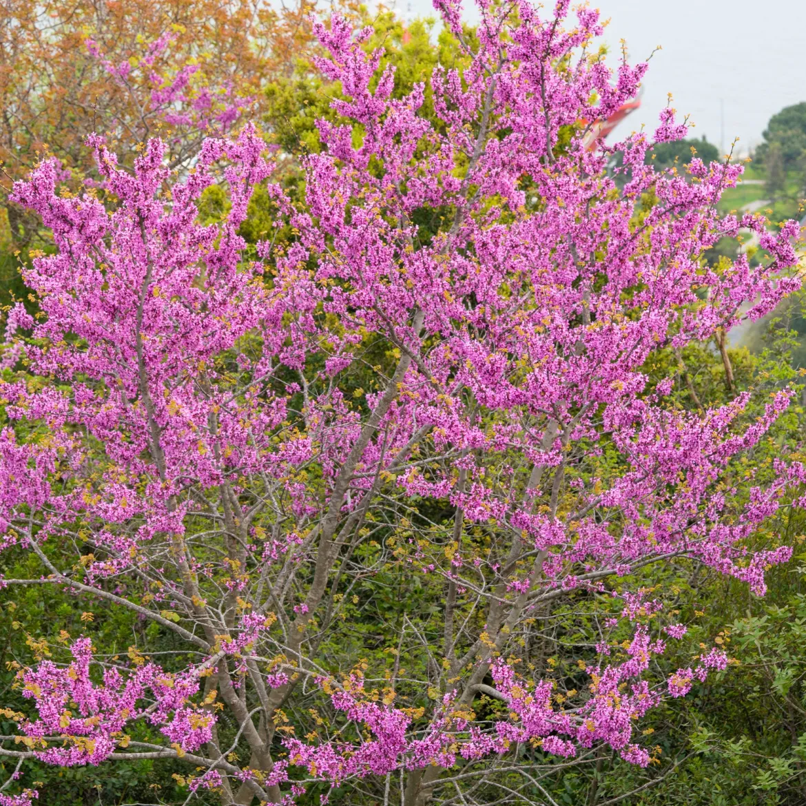 Arbre de Judée - Un nuage rose au printemps