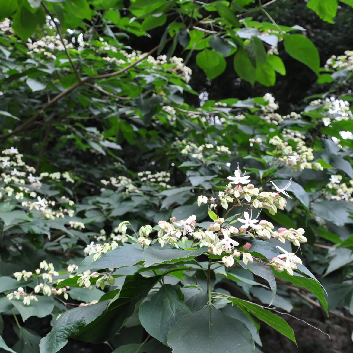 Arbre du clergé - Fleurs parfumées et baies bleues