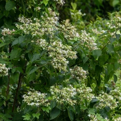 Arbre du clergé - Fleurs parfumées et baies bleues