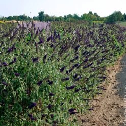 Arbre à papillons Black Knight - Un nuage violet en été