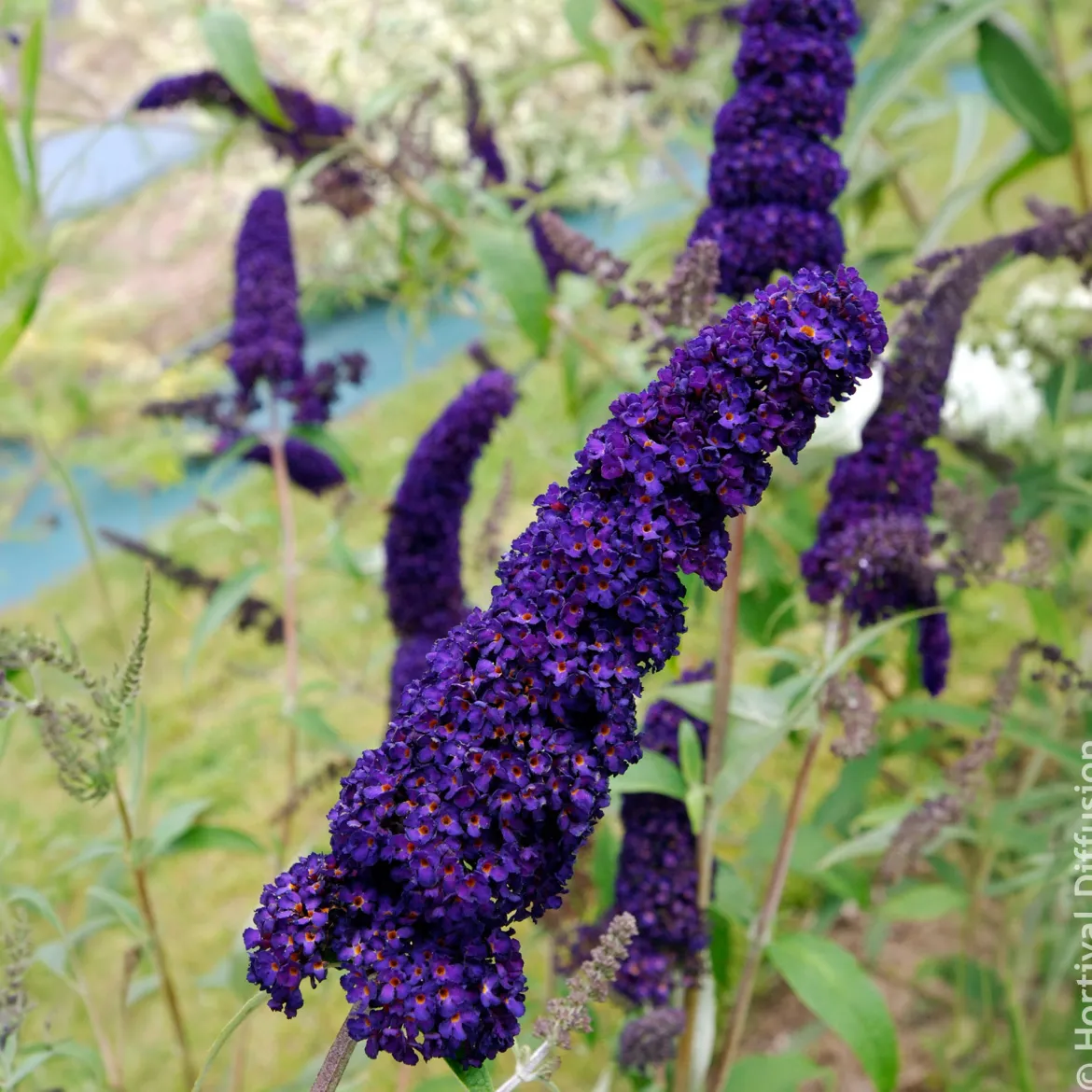 Arbre à papillons Black Knight - Un nuage violet en été