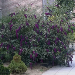 Arbre à papillons Black Knight - Un nuage violet en été