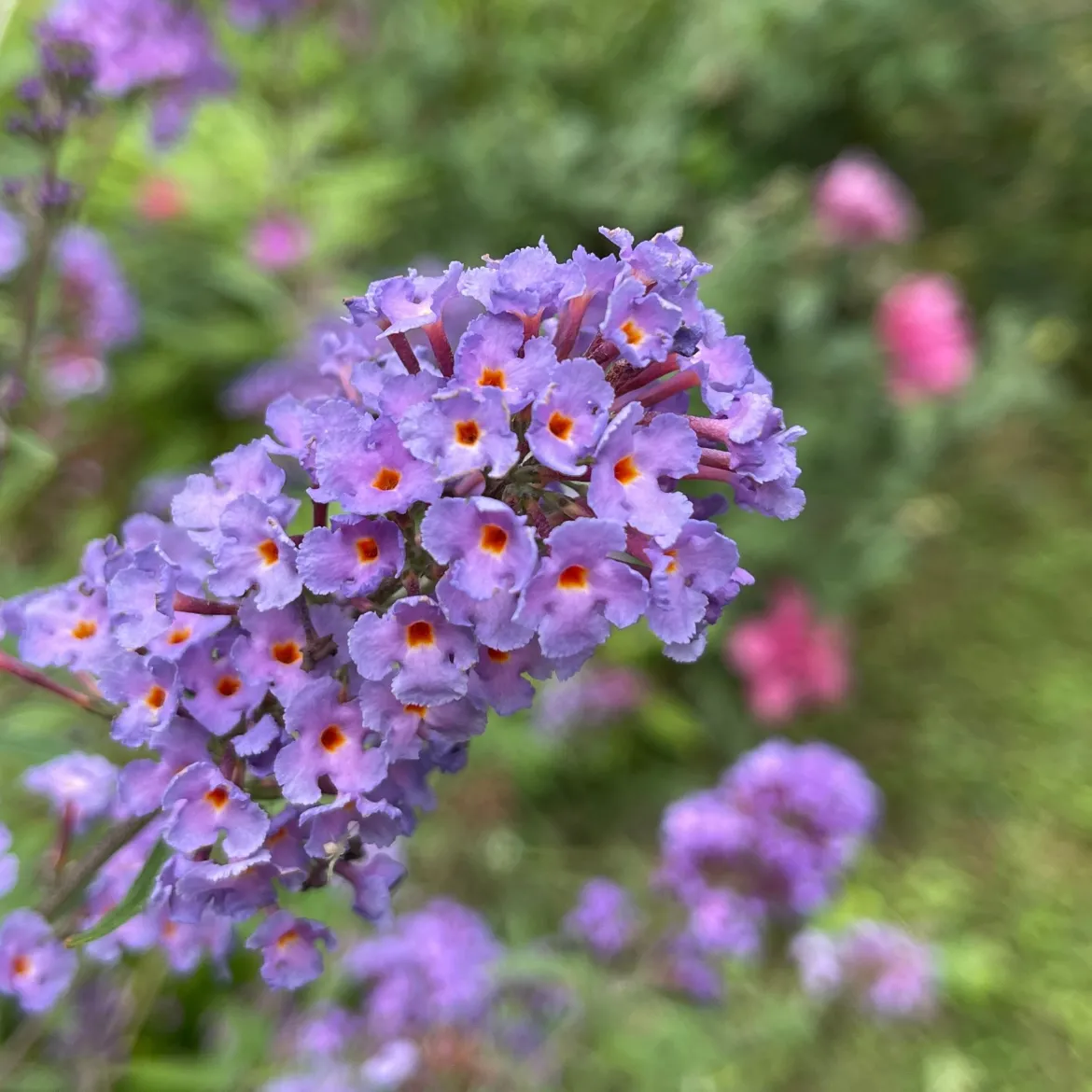 Arbre à papillons Dreaming Lavender - Un nuage de papillons chez vous