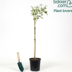 Arbre à papillons 'Empire Blue' - Un nuage bleu plein de papillons