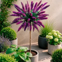 Arbre à papillons 'Empire Blue' - Un nuage bleu plein de papillons