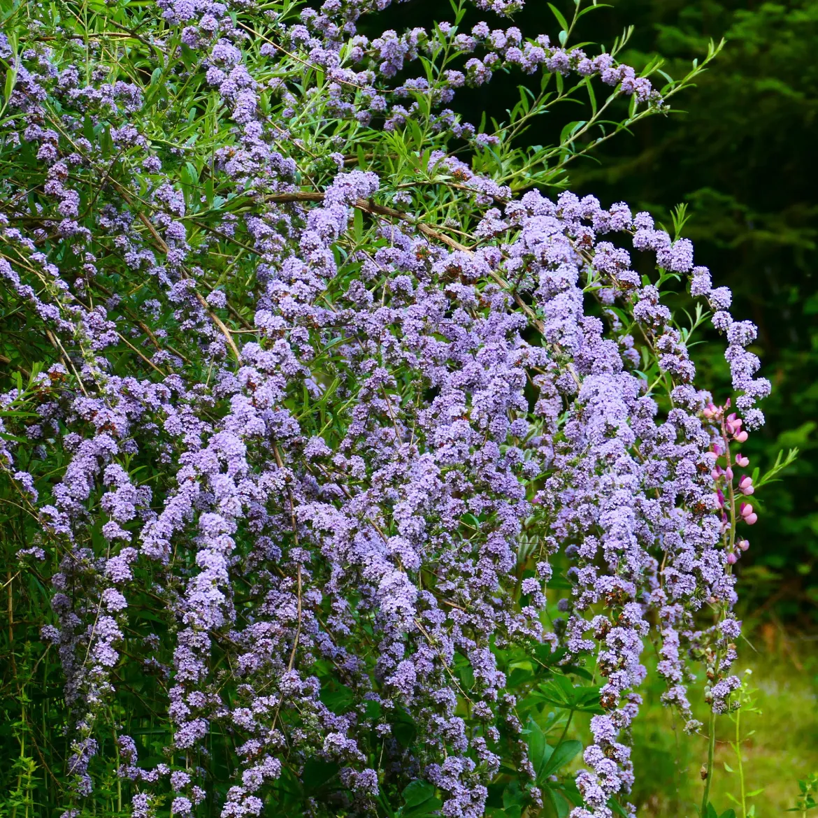Arbre à papillons à feuilles alternes - Un nuage violet de papillons