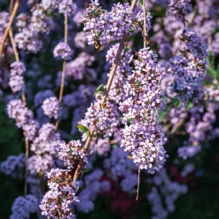 Arbre à papillons à feuilles alternes - Un nuage violet de papillons