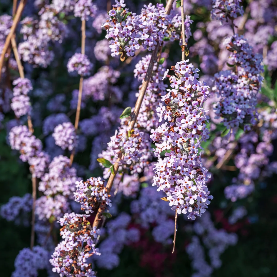 Arbre à papillons à feuilles alternes - Un nuage violet de papillons