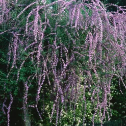 Arbre à papillons à feuilles alternes - Un nuage violet de papillons
