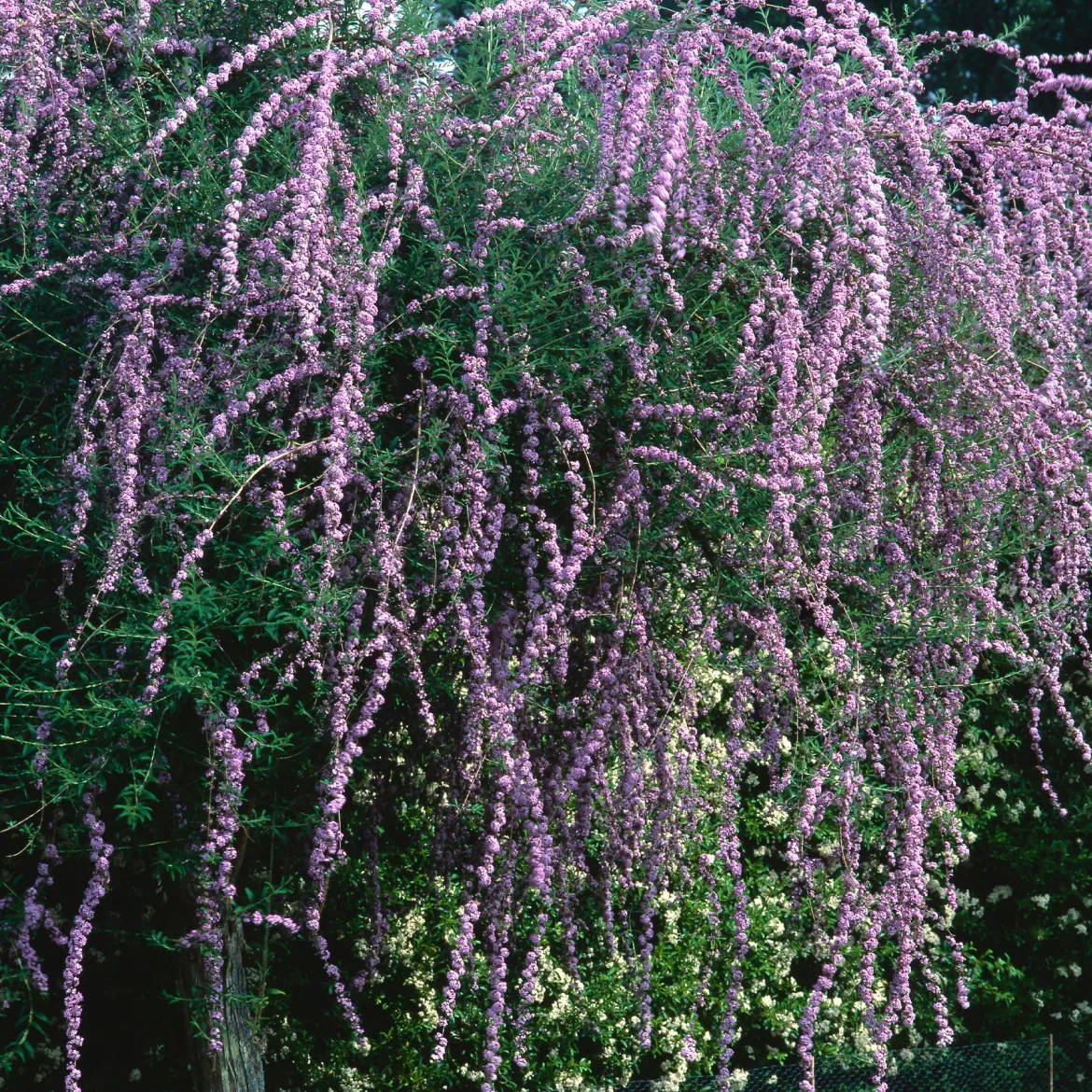 Arbre à papillons à feuilles alternes - Un nuage violet de papillons