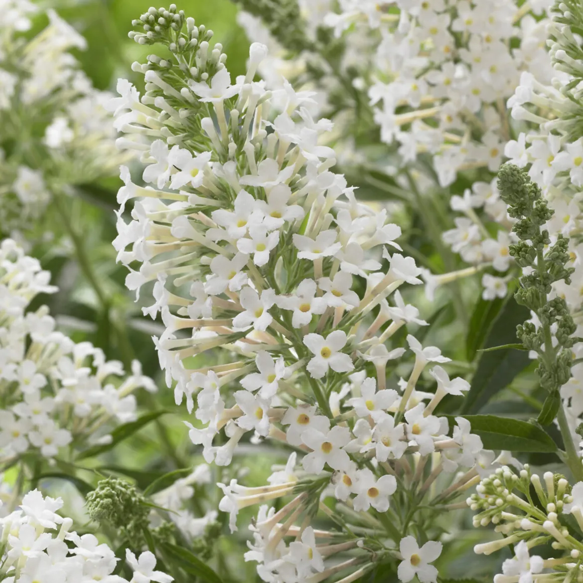 Arbre à papillons nain Free Petite© Snow White - Un nuage blanc plein de papillons