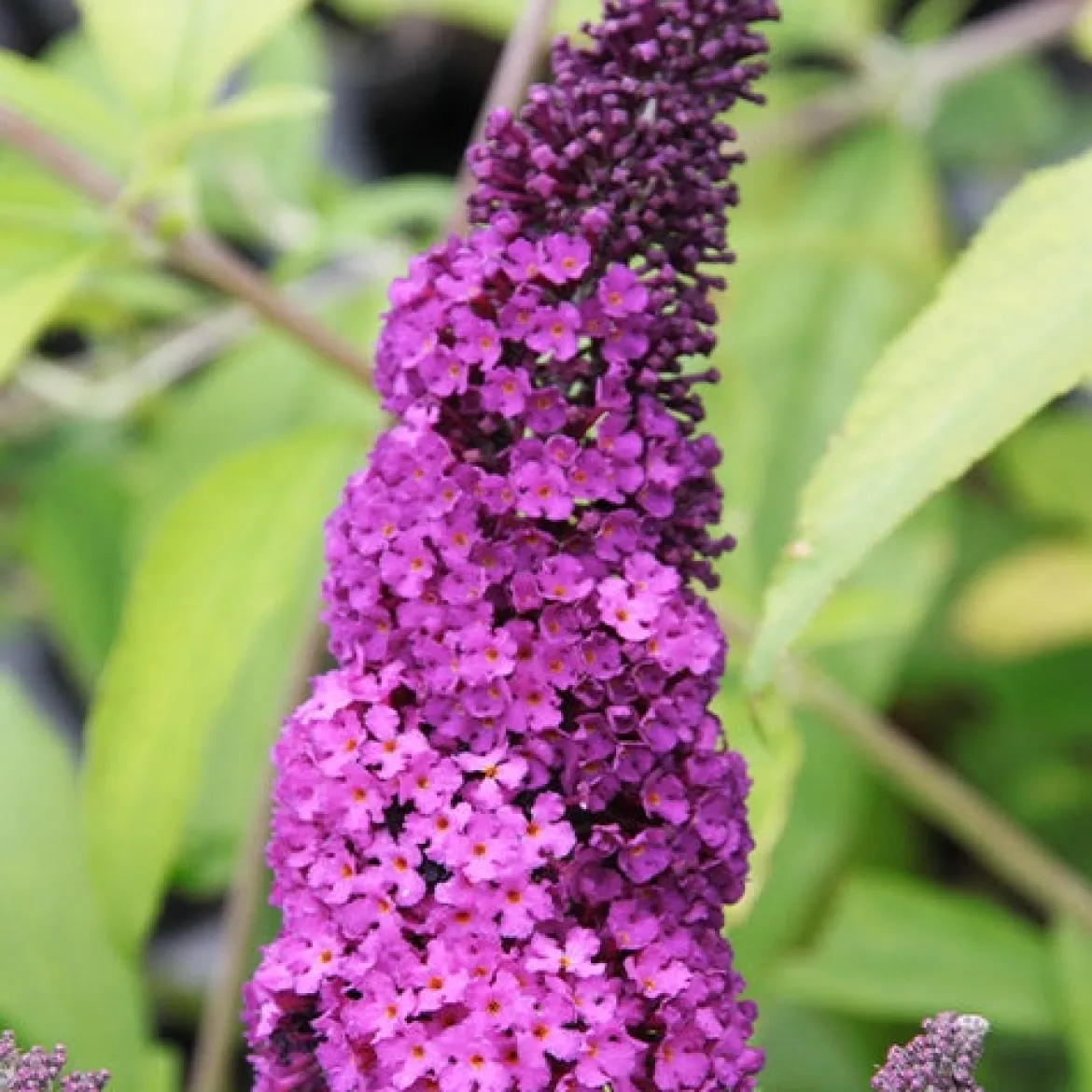Arbre à papillons 'Royal Red' - Un nuage de papillons chez vous