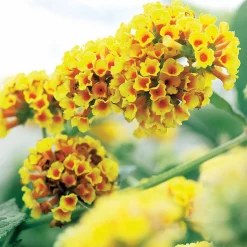 Arbre à papillons Sungold - Des papillons tout l'été