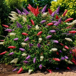 Arbre à papillons 'Tricolor' - Trois couleurs, un nuage de papillons