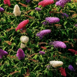 Arbre à papillons 'Tricolor' - Trois couleurs, un nuage de papillons