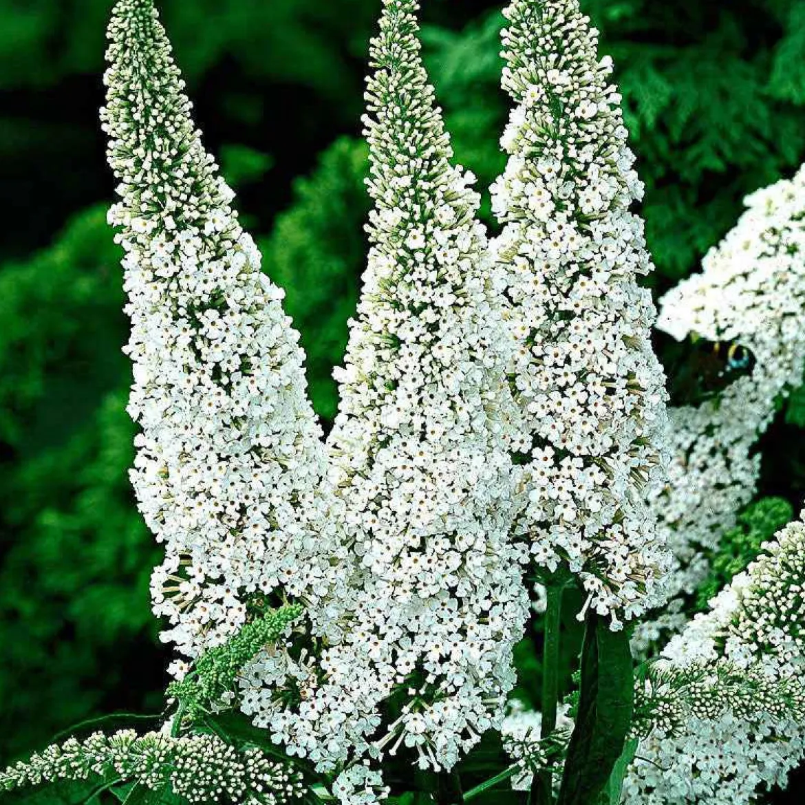 Arbre à papillons 'White Profusion' - Un nuage blanc plein de papillons