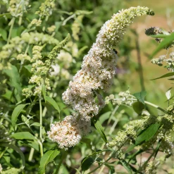 Arbre à papillons 'White Profusion' - Un nuage blanc plein de papillons