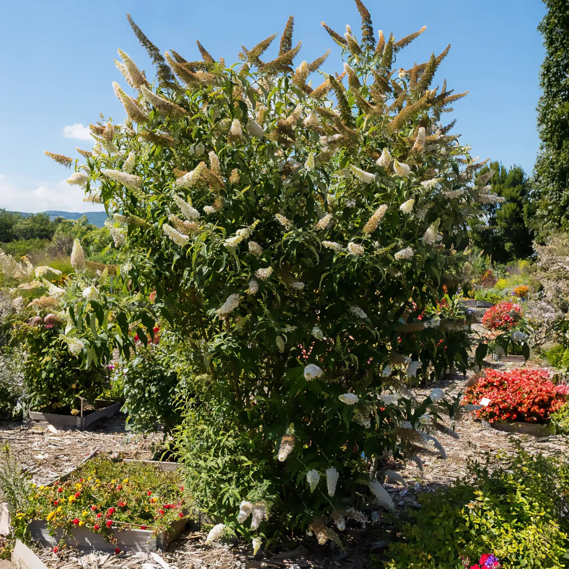 Arbre à papillons 'White Profusion' - Un nuage blanc plein de papillons