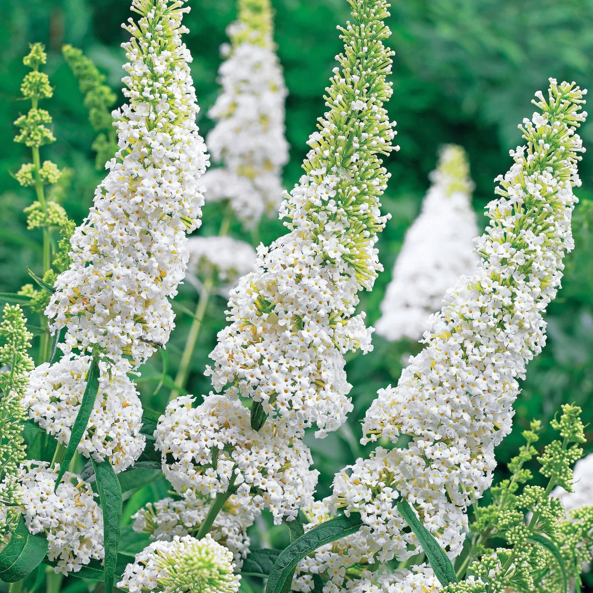 Arbre à papillons 'White Profusion' - Un nuage blanc plein de papillons