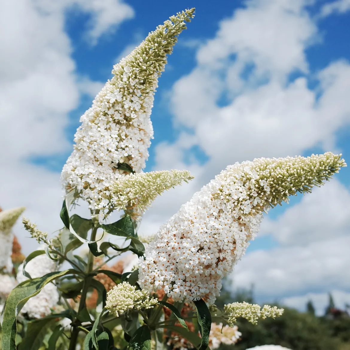 Arbre à papillons 'White Profusion' - Un nuage blanc plein de papillons