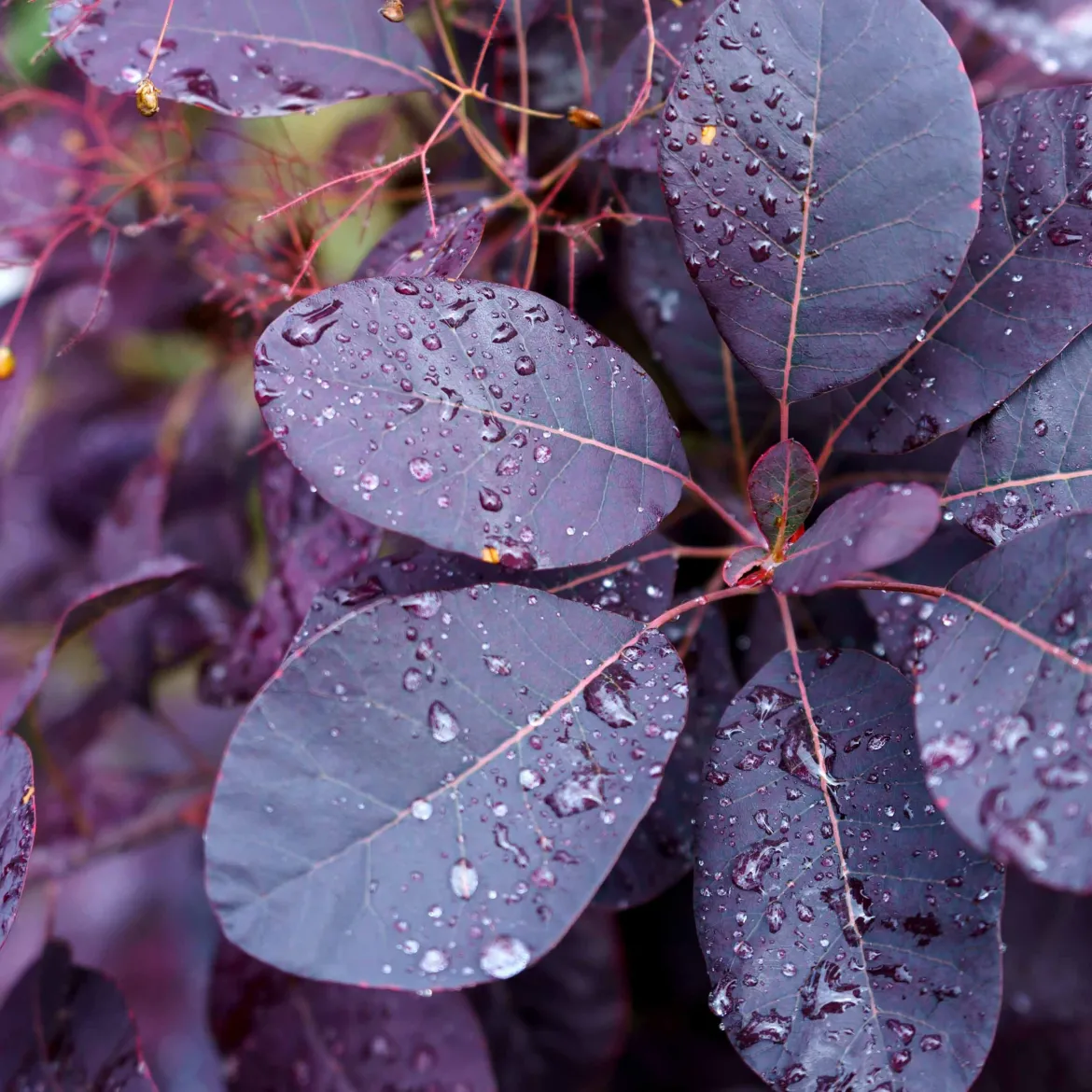 Arbre à perruque pourpre Royal Purple - Un nuage pourpre au jardin