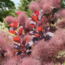 Arbre à perruque pourpre Royal Purple - Un nuage pourpre au jardin