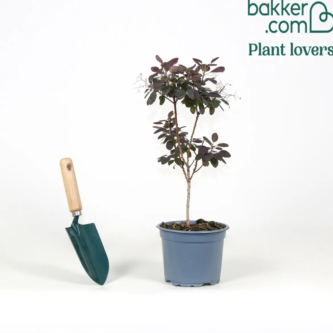 Arbre à perruque pourpre Royal Purple - Un nuage pourpre au jardin