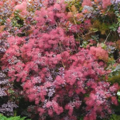Arbre à perruque pourpre Royal Purple - Un nuage pourpre au jardin
