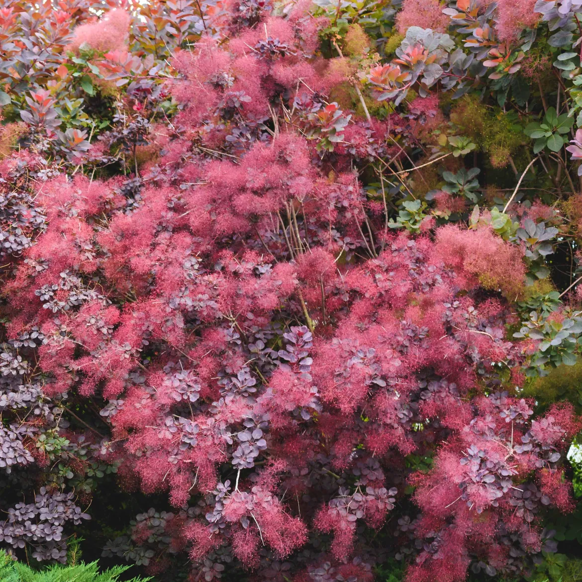 Arbre à perruque pourpre Royal Purple - Un nuage pourpre au jardin