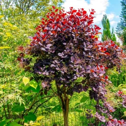Arbre à perruques 'Royal Purple' sur tige - Feuillage pourpre effet nuage