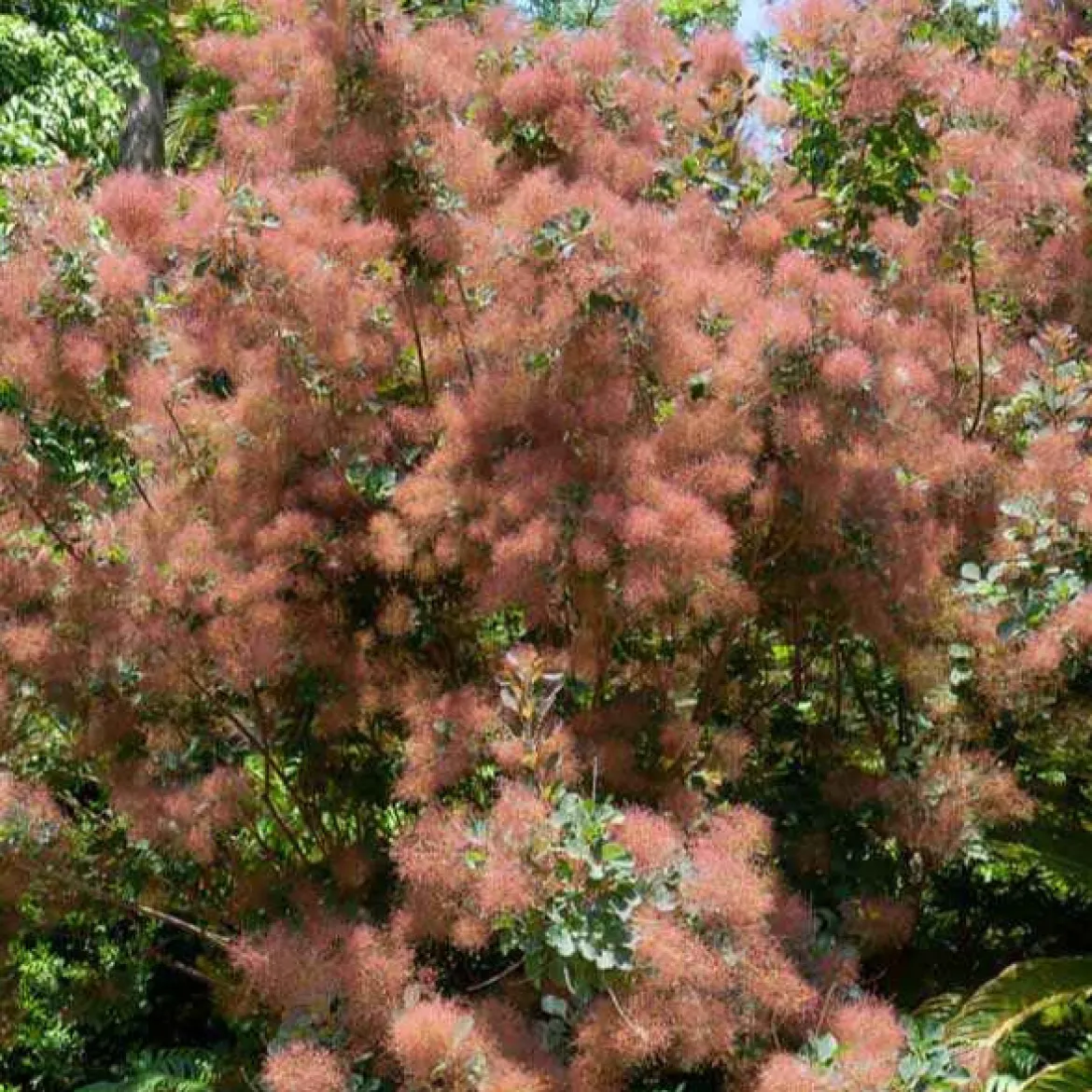 Arbre à perruque - Un nuage rose au jardin