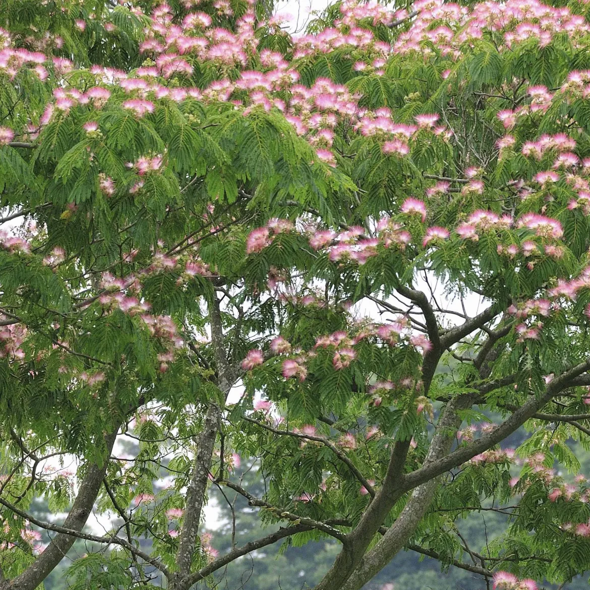 Arbre à soie rose - L'été rose au jardin