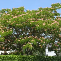 Arbre à soie rose - L'été rose au jardin
