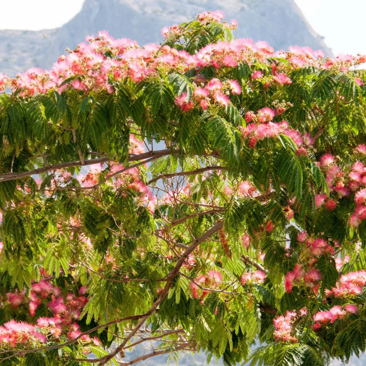 Arbre à soie rose - L'été rose au jardin