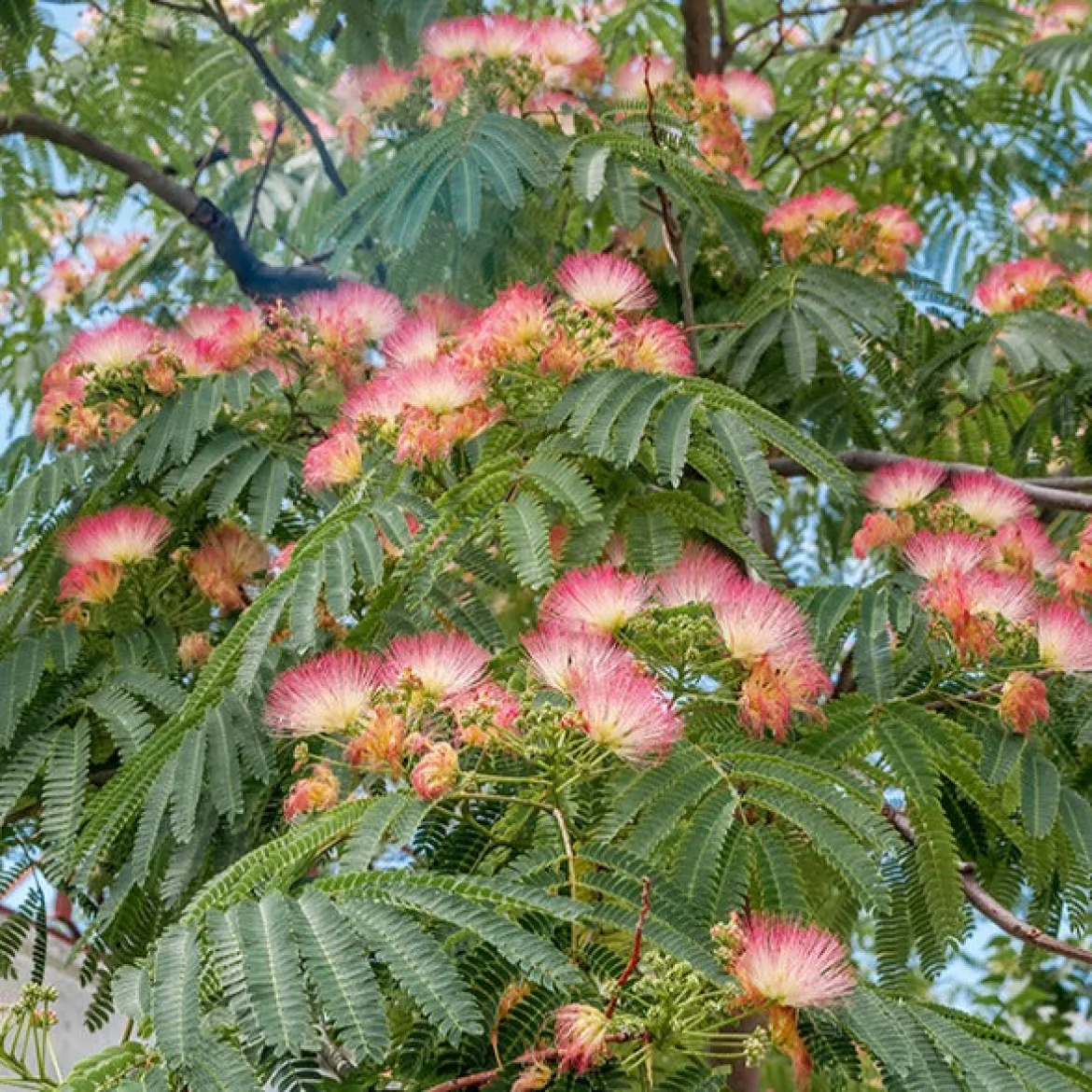 Arbre à soie rose - L'été rose au jardin