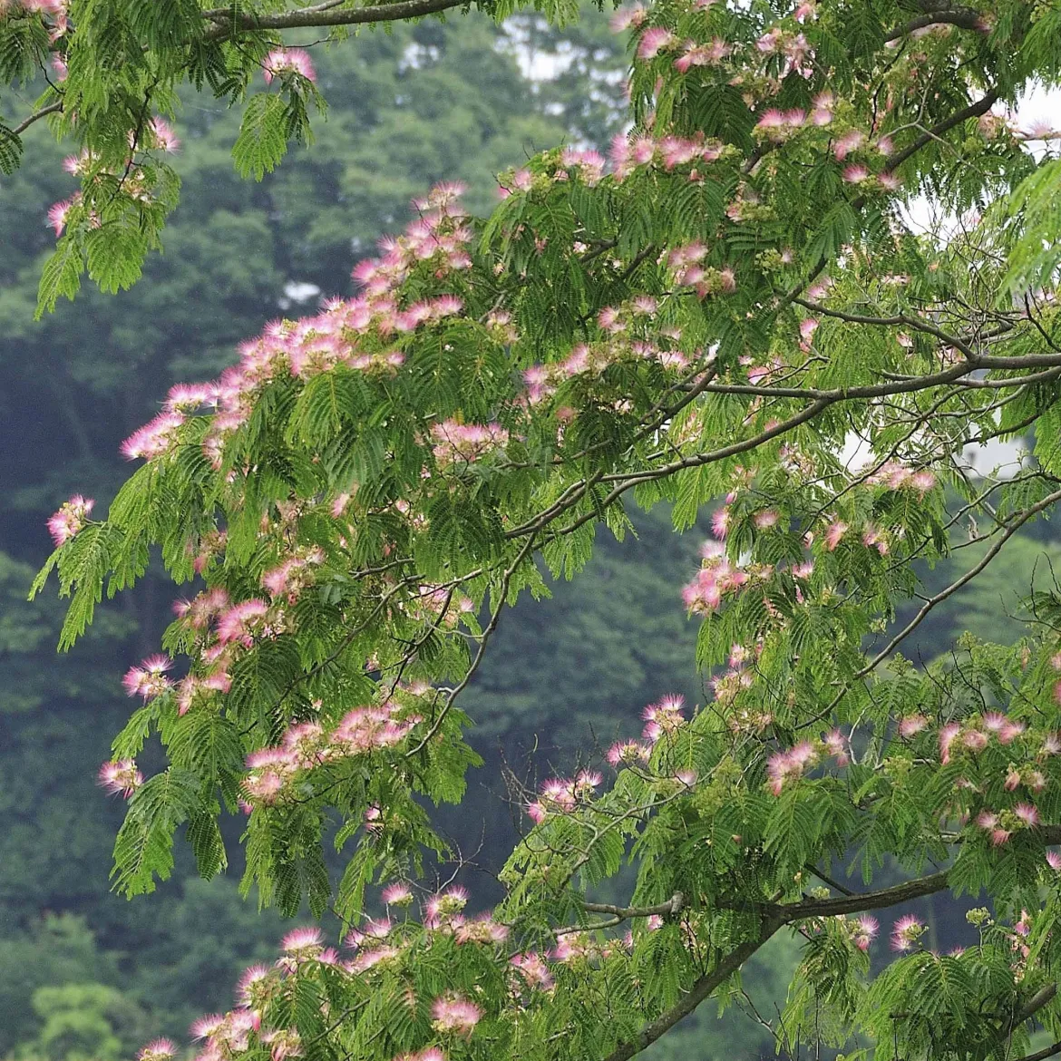 Arbre à soie rose - L'été rose au jardin